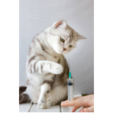 vacina para gato v4 marcar Olarias