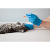 vacina para gato v4 Sete Saltos