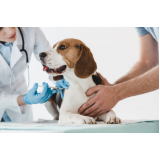 vacina raiva cachorro clínica Taquaruçu