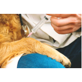 vacina raiva cachorro Encruzilhada