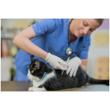 vacina v4 gatos clínica Abapã