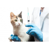 vacinas de gato marcar Santa Cruz