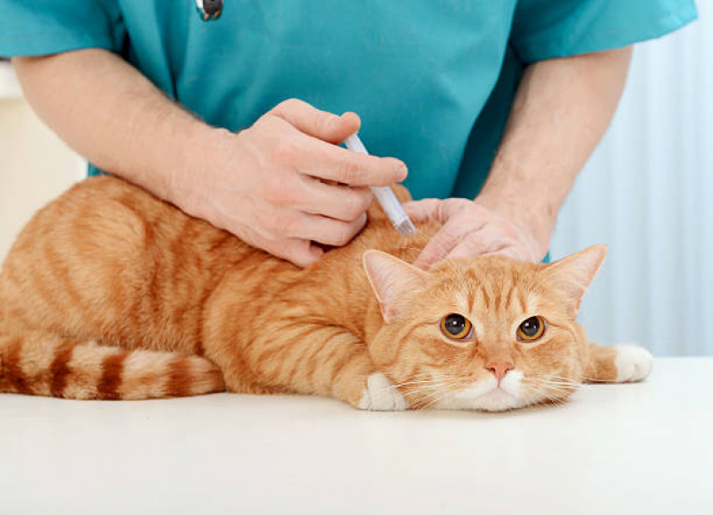 Vacina Anti Rábica Consultório Irati - Vacina da Raiva para Gatos