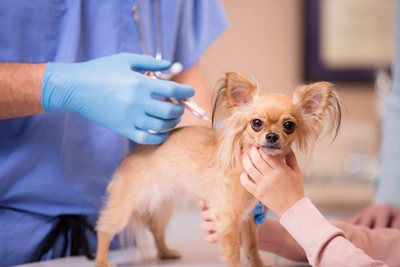 Vacina Anti Rábica Taquaia - Vacina Antirrábica Cachorro