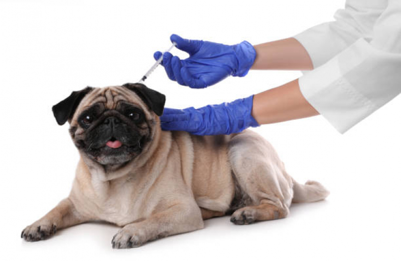 Vacina Antirrábica Animal Agendar Tronco - Vacina Antirrábica para Cães