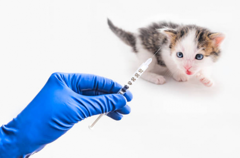 Vacina Antirrábica Animal Marcar Tronco - Vacina para Filhote de Gato