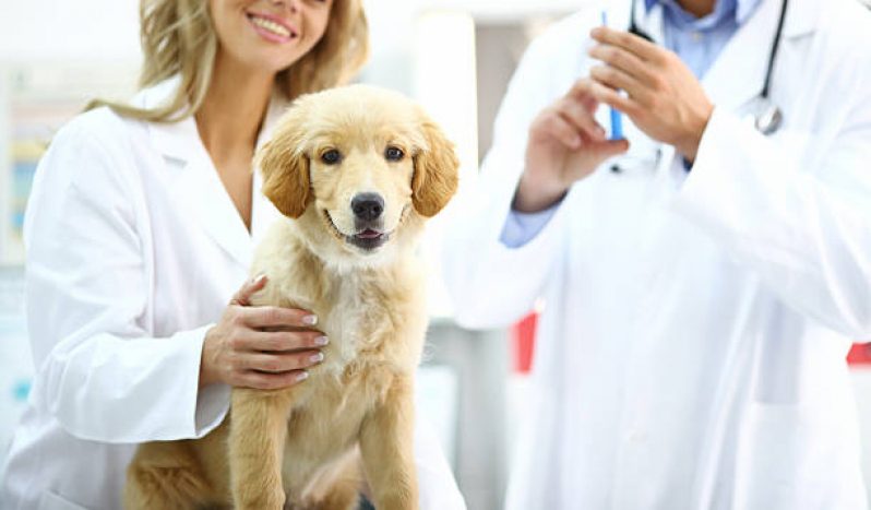 Vacina Antirrábica Cachorro Clínica Oficinas - Vacina contra Raiva em Cachorro