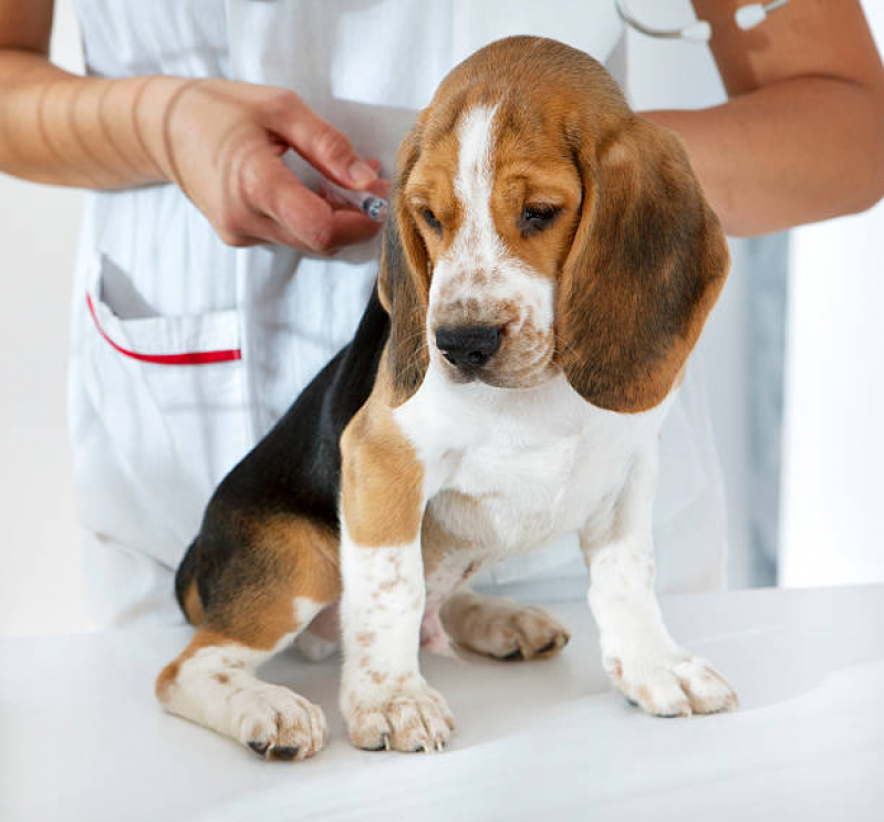 Vacina Antirrábica Cachorro Santa Cruz - Vacina Antirrábica Cachorro