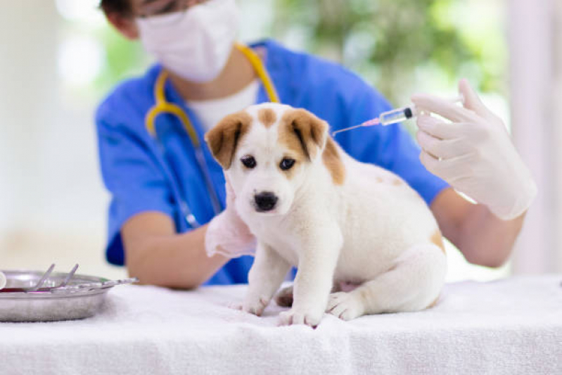 Vacina Antirrábica em Cachorro Clínica Reserva - Vacina contra Raiva Cachorro