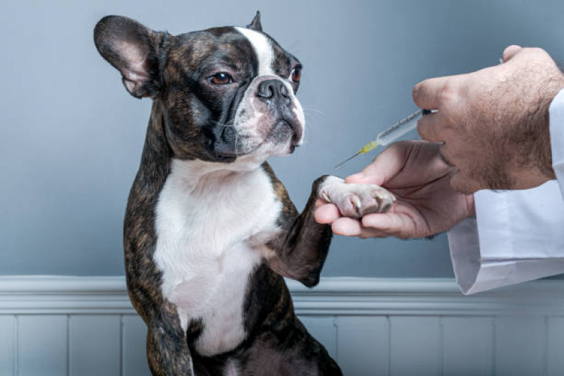 Vacina Antirrábica em Cachorro Órfãs - Vacina Antirrábica Cachorro