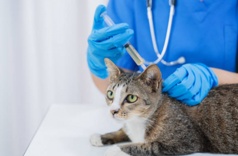 Vacina Antirrábica Gato Clínica Lontrão - Vacina V5 Gatos