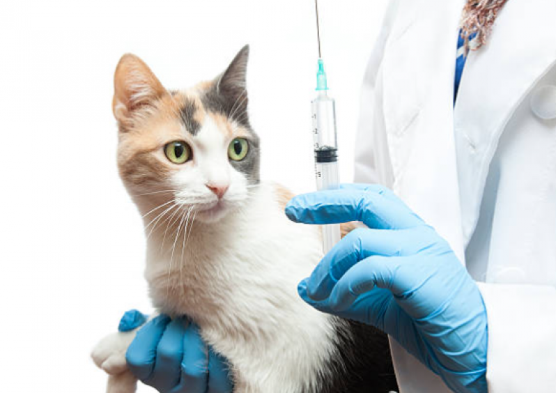 Vacina Antirrábica Gato Marcar São Brás - Vacina para Gato