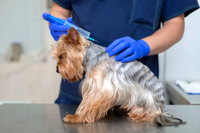 Vacina Antirrábica para Cachorro Clínica São Brás - Vacina Raiva Cachorro