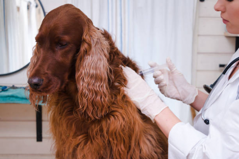 Vacina Antirrábica para Cachorro Consultório Taquaruçu - Vacina Raiva Cachorro