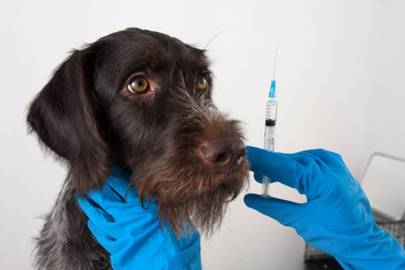 Vacina Antirrábica para Cachorro Contorno - Vacina contra Raiva em Cachorro