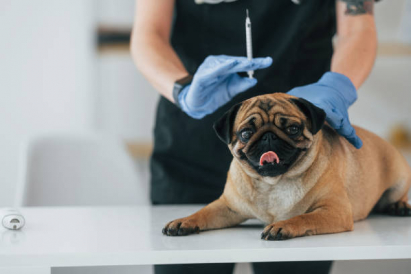 Vacina Antirrábica para Cães Marcar Reserva - Vacina contra Raiva para Cachorro Ponta Grossa