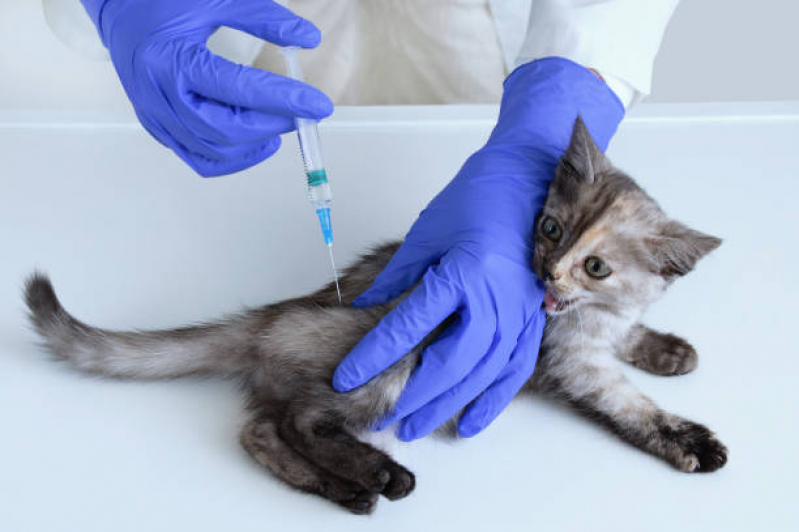 Vacina Antirrábica para Gato Agendar Tronco - Vacina contra Raiva para Cachorro