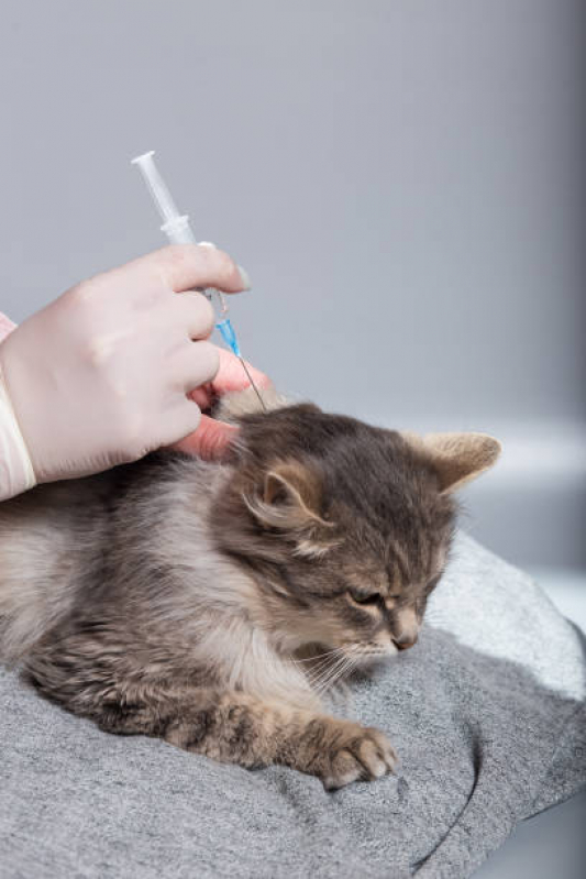 Vacina Antirrábica para Gato Marcar Estrela - Vacina de Raiva para Gatos