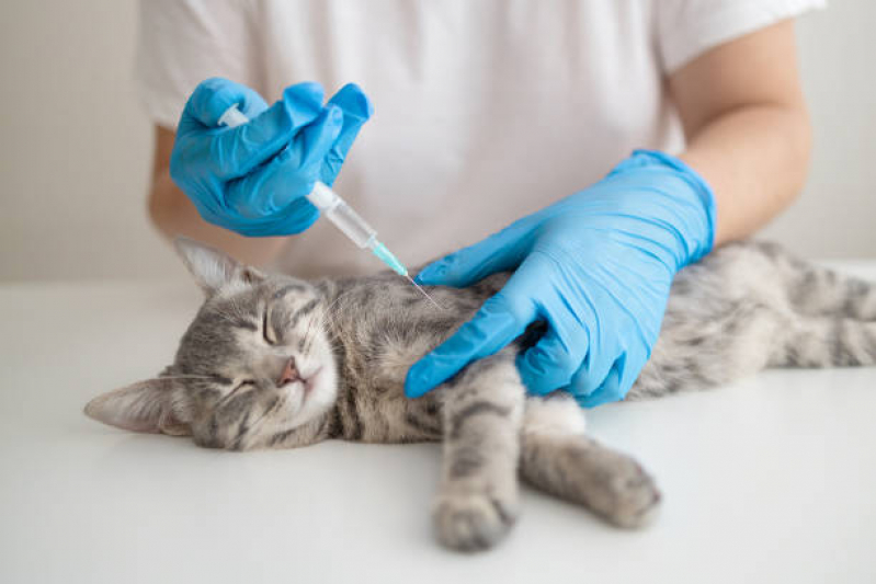 Vacina Antirrábica para Gato Conceição - Vacina Antirrábica Animal