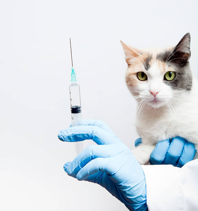 Vacina Antirrábica para Gatos Consultório Palmar - Vacina contra Raiva em Cachorro