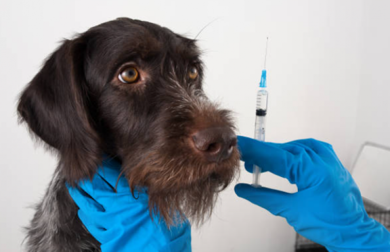 Vacina contra Leishmaniose Canina Clínica Ponta Grossa - Vacina V8 Cachorro
