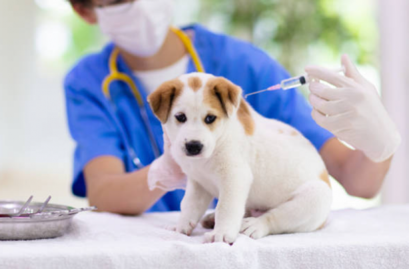 Vacina contra Leishmaniose Canina Consultório Ponta Grossa - Vacina em Cachorro