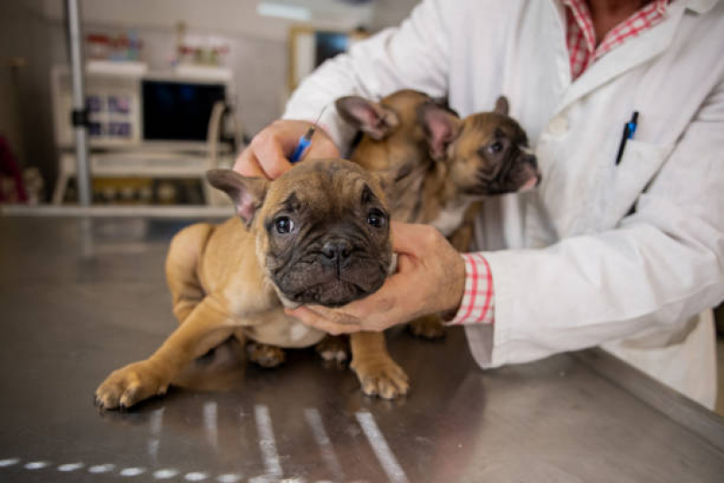 Vacina contra Raiva em Cachorro Agendar Telêmaco Borba - Vacina Fiv Felv