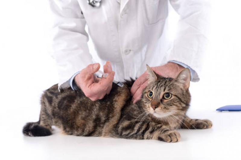 Vacina contra Raiva em Cachorro Clínica Colônia - Vacina da Raiva para Gatos