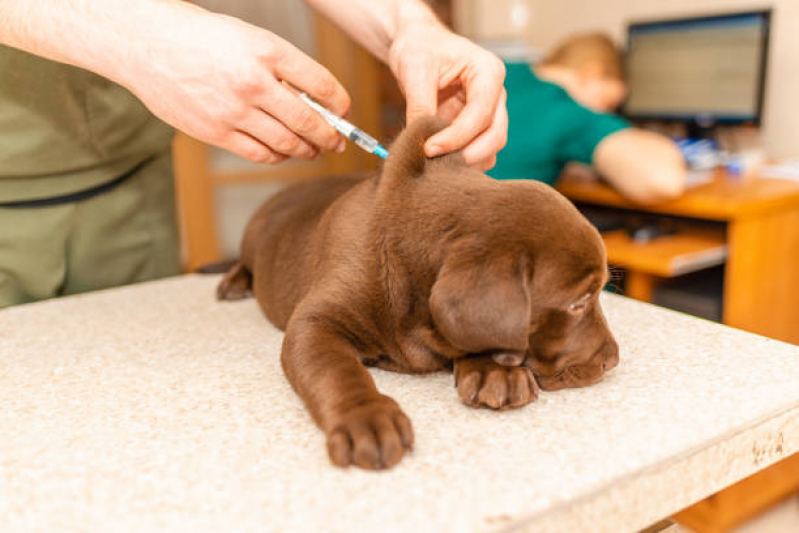Vacina contra Raiva em Cachorro Marcar Nova Rússia - Vacina para Gato V4