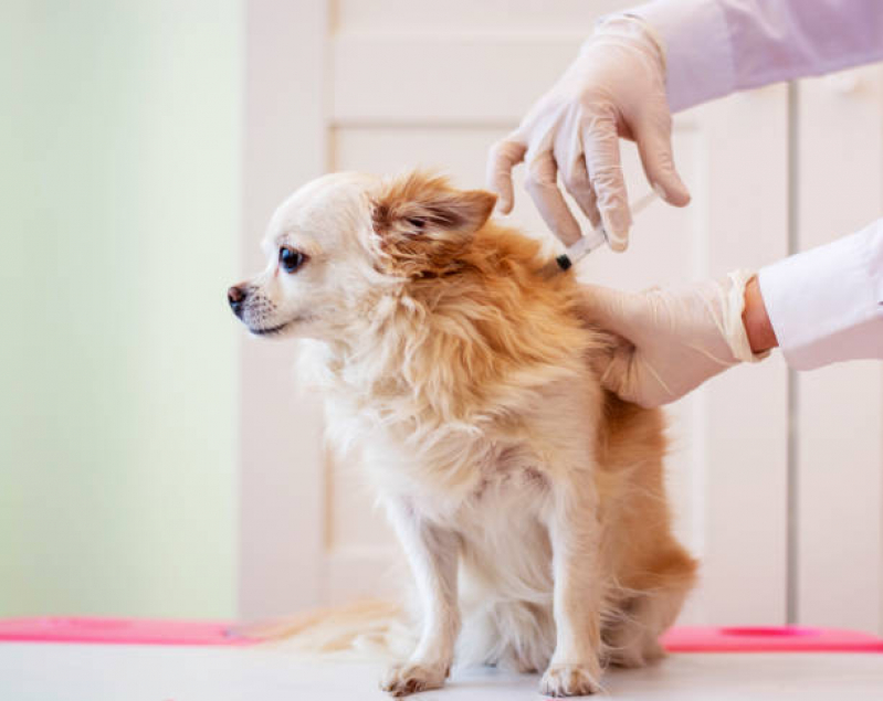 Vacina contra Raiva Gato Consultório Tronco - Vacina Antirrábica para Cachorro