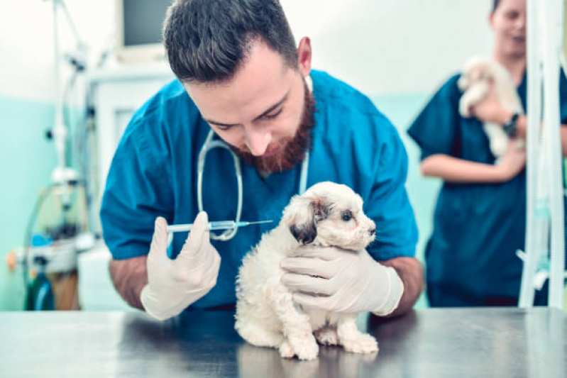 Vacina contra Raiva Gato Marcar Biscaia - Vacina contra Raiva para Cachorro