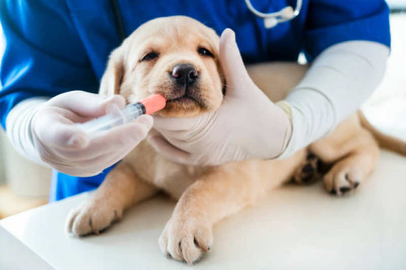 Vacina contra Raiva para Cachorro Marcar São Brás - Vacina Fiv Felv