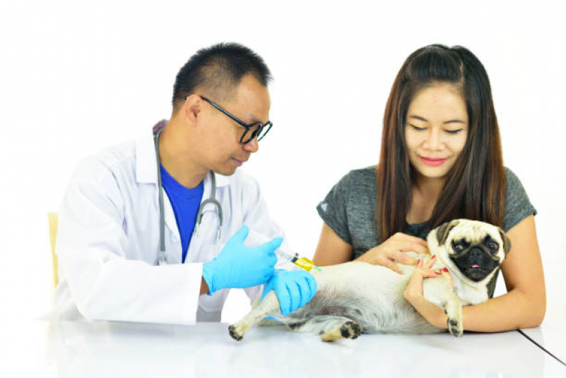Vacina contra Raiva para Cachorro Três Pontões - Vacina para Gato V4