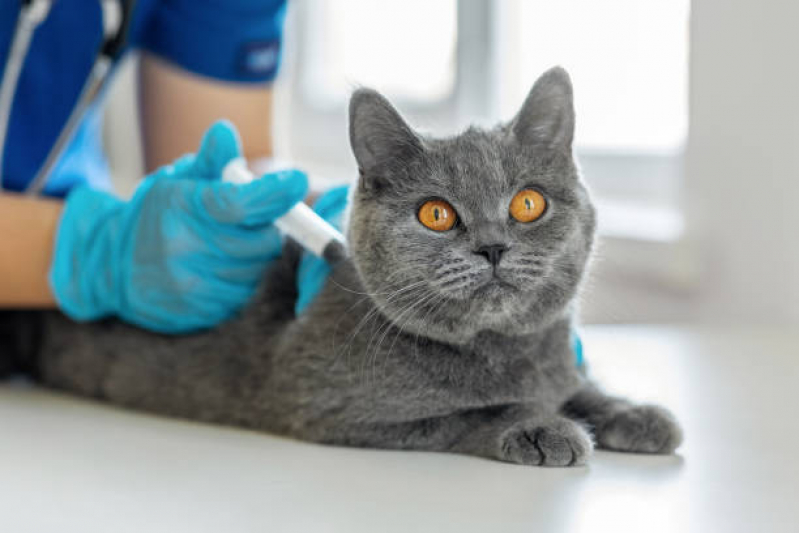 vacina-contra-raiva-gato
