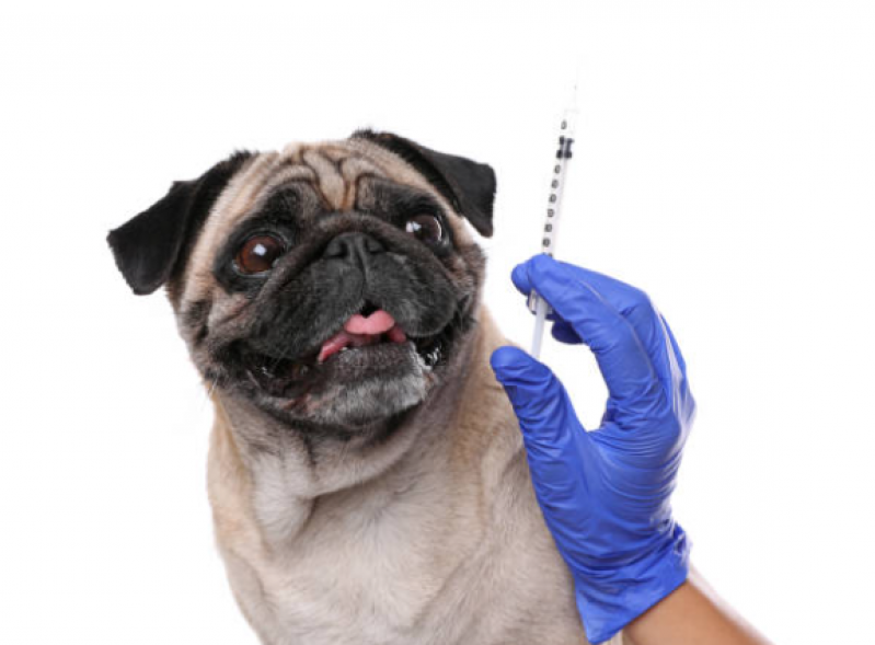 Vacina da Raiva Cachorro Consultório Oficinas - Vacina da Raiva Cachorro