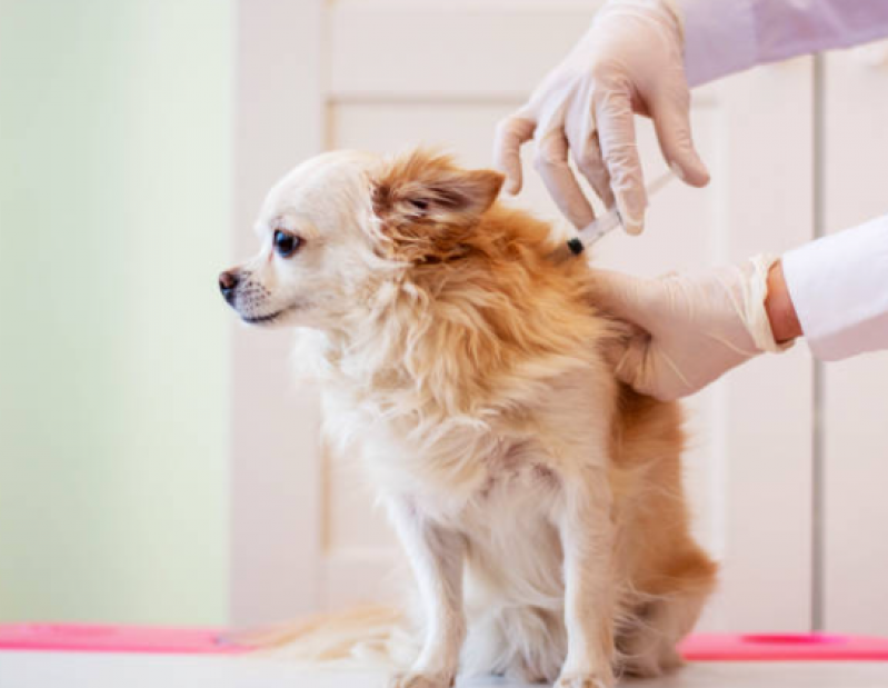 Vacina da Raiva Cachorro Ponta Grossa - Vacina em Cachorro