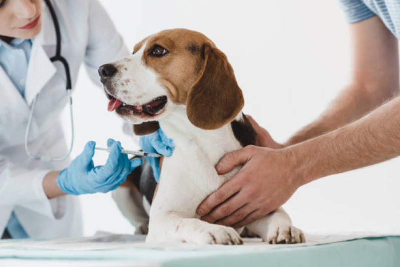 Vacina da Raiva para Gatos Clínica Colonia Dona Luzia - Vacina contra Raiva em Cachorro