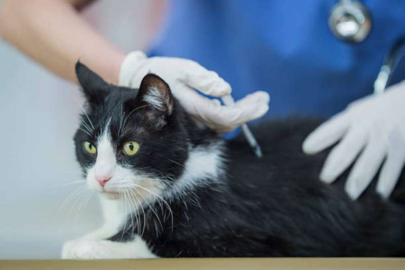 Vacina da Raiva para Gatos Consultório Olarias - Vacina contra Raiva Gato