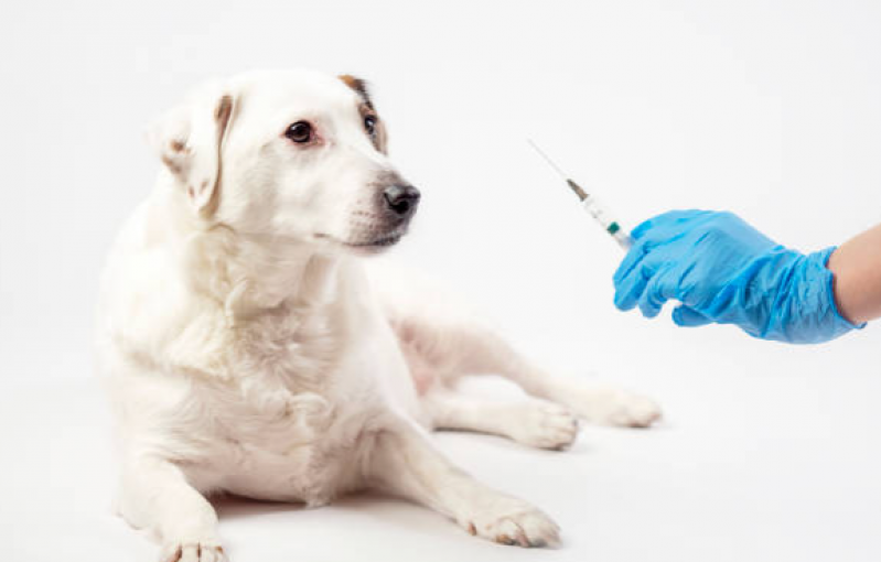 Vacina de Filhote de Cachorro Clínica Estrela - Vacina contra Leishmaniose Canina
