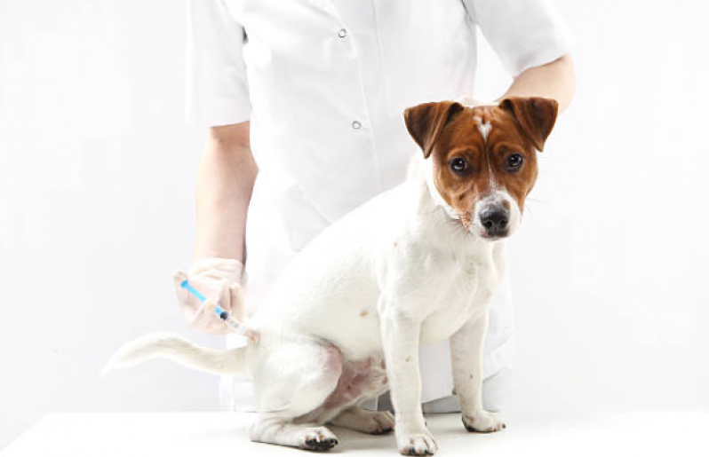 Vacina de Filhote de Cachorro São Silvestre - Vacina da Raiva Cachorro