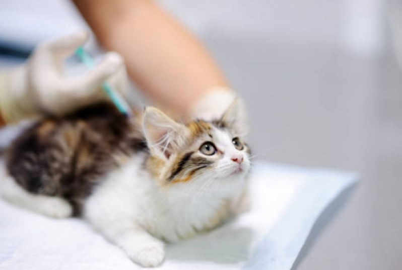 Vacina de Gato Clínica Santa Cruz - Vacina Quíntupla Felina