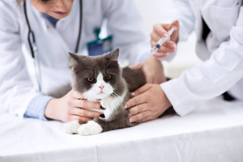 Vacina de Gato São Brás - Vacina para Gato