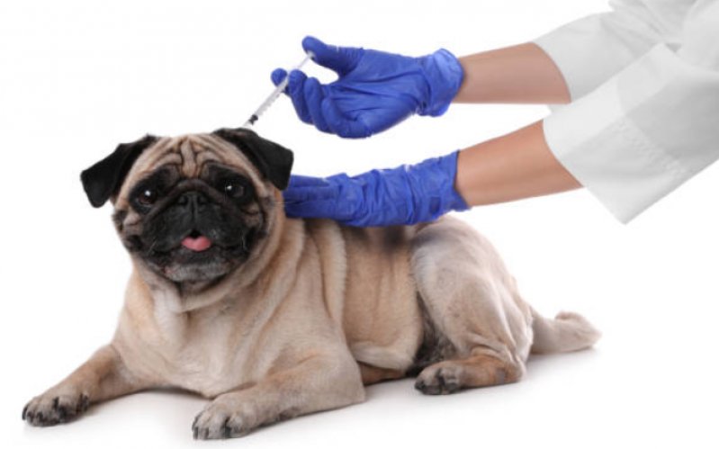 Vacina de Raiva Cachorro Clínica Sete Saltos - Vacina Giardia Cães