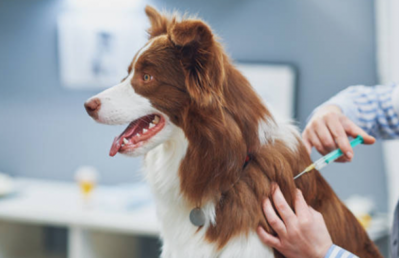 Vacina de Raiva Cachorro Consultório Taquaia - Vacina em Filhote de Cachorro