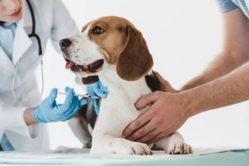 Vacina de Raiva Cachorro Palmar - Vacina de Filhote de Cachorro