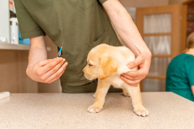 Vacina de Raiva para Cachorro Marcar Cara-cara - Vacina Antirrábica Animal