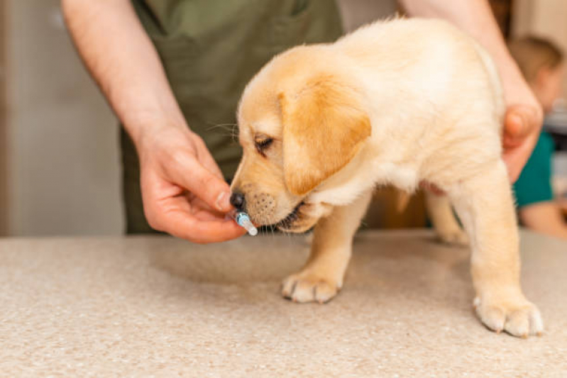 Vacina de Raiva para Cachorro Reserva - Vacina Antirrábica para Cães