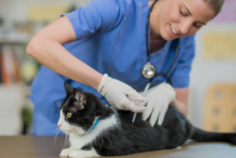 Vacina de Raiva para Gato Clínica Chapada - Vacina V5 Gatos