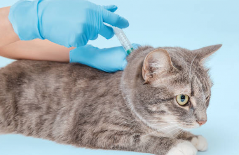 Vacina de Raiva para Gato Marcar Guaragi - Vacina V4 para Gatos