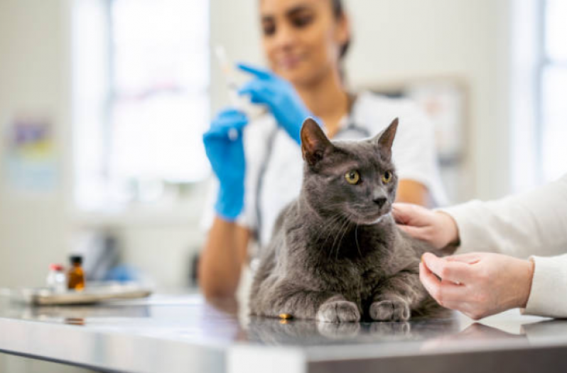 Vacina de Raiva para Gato Nova Rússia - Vacina Antirrábica Gato